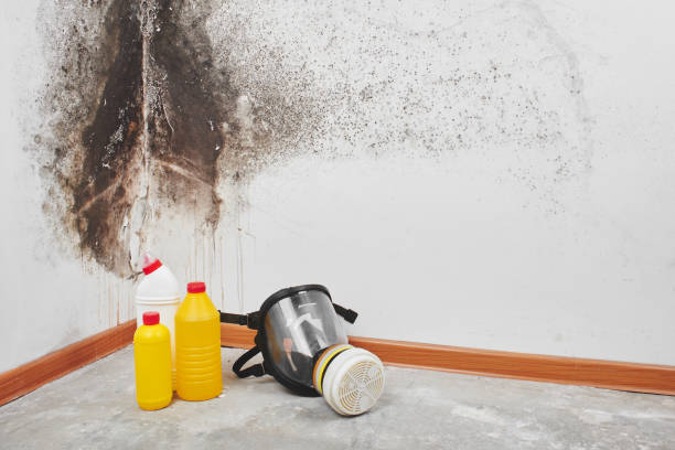 Certified Mold Removal in Cleveland, TN