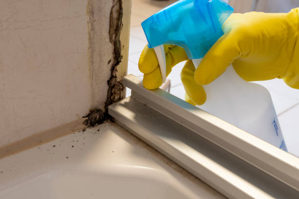 Professional Mold Removal in Cleveland, TN