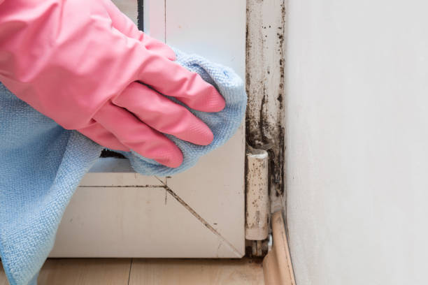 Attic Mold Removal in Cleveland, TN