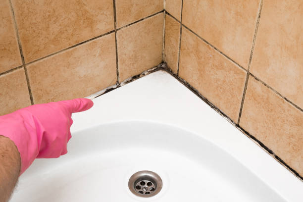 Best Certified Mold Removal  in Cleveland, TN